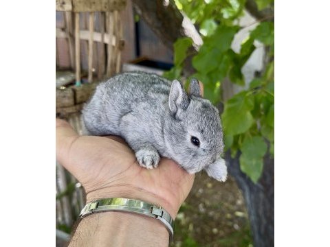 Netherland dwarf orjinal cüce tavşanlar