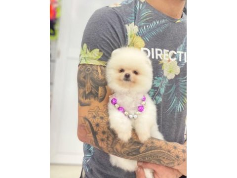 Orjinal pomeranian boo yavrular