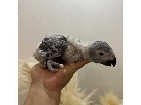 Bebek jako papağanı