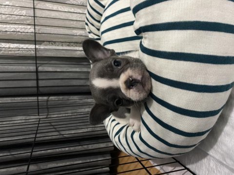 Güzeller güzeli dişi blue french bulldog