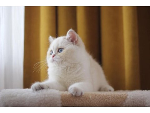 Beyaz british shorthair 5 aylık