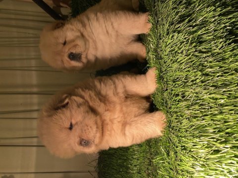 Eskimo pofuduk chow chow bebeklerimiz