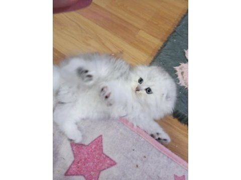 Silver chinchilla rengi safkan yavrular
