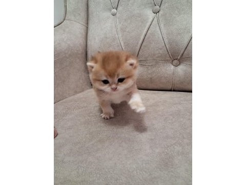 Bayram şekerleri british shorthair kediler