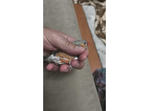 Bülbüller eş ya da tek olarak
