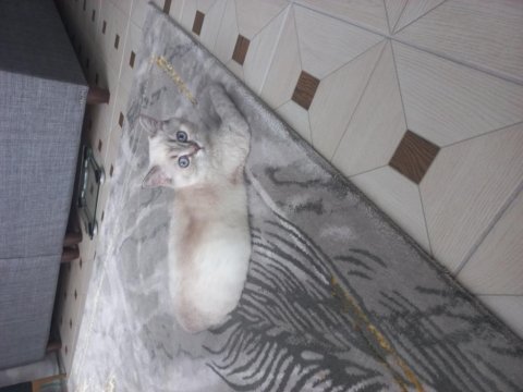 British shorthair blue point