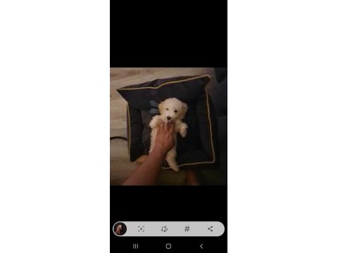 Maltıpoo oğlumuz