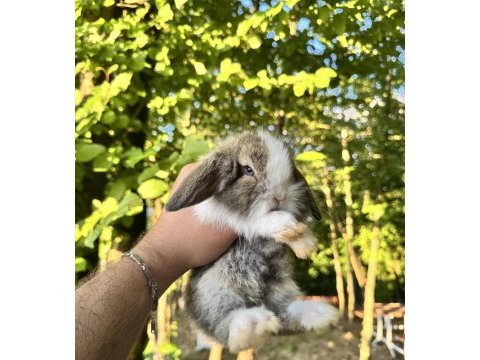 Hollanda teddy lop tavşan yavrular