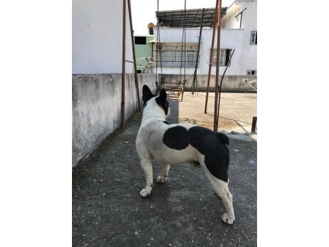 1 yaşında bulldog tüm aşıları mevcuttur