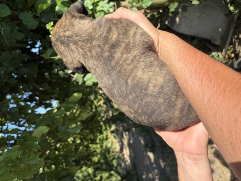 Tiger (kaplan desenli) ve siyah panter cane corso