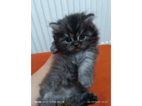 Anne baba scrli a kalite british longhair yavrularımız