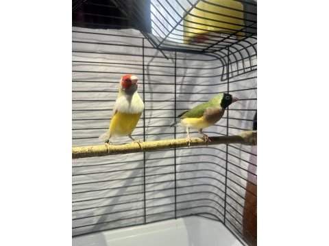 Golden finch gökkuşağı ispinozu