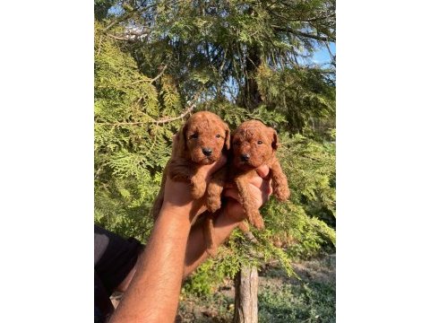 Orijinal yavrular toy poodle