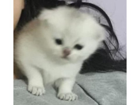 British shorthair silver erkek yavru