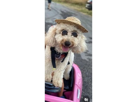 Kocaelide safkan apricot toy poodle