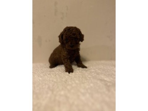 Toy korean poodle