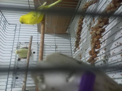 Komple yada eş olarak muhabbet kuşu