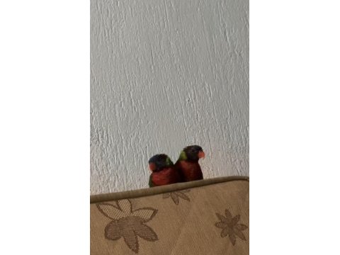 Lori papağanı 6 aylık