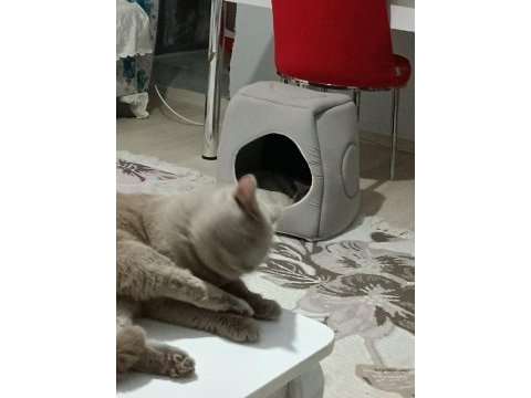 British shorthair 1 yaşında evcil kedi