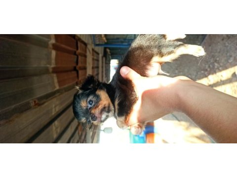 Şivava uzun tüylü (chihuahua)