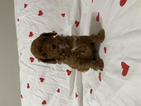 Toy poodle erkek dişi yavrularımız teslime hazır