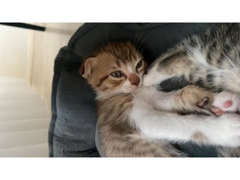 2 aylık bebiş scottish fold