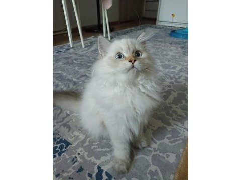 Full secereli british longhair