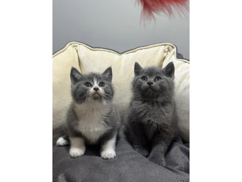 Bi color ve grey british shorthair yavrularım