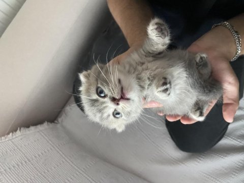 1 aylık scottish fold yavrumuz