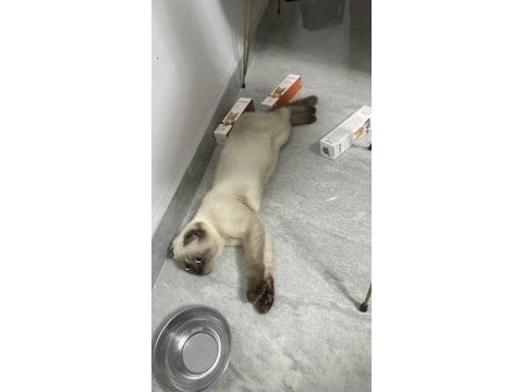 Kedilerim takım olarak verilecek