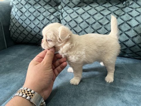 Orj şivava longhair ırk garantili dişi yavru