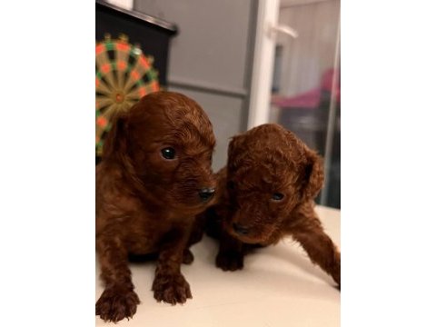 30 gün sonra sütten kesilecek poodle