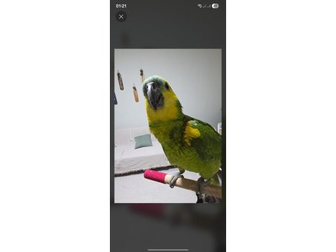 Amazon papağanı konuşan