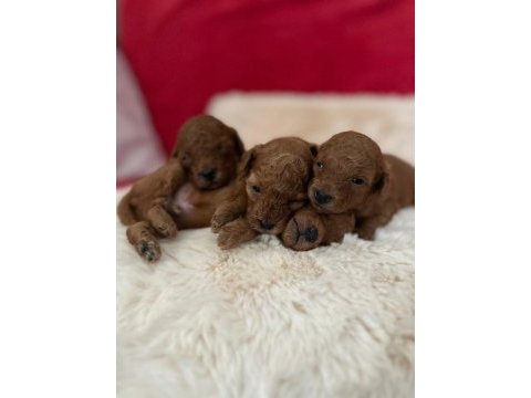 Ruhsatlı köpek çiftliğinden toy poodle yavrularımız