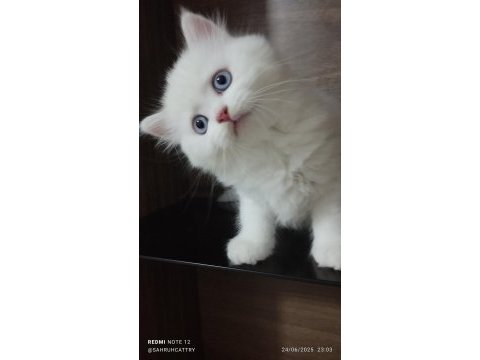 Pamuk şeker british kedimiz