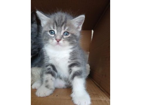 British shorthair yavrularım 8 adet dişi yavru