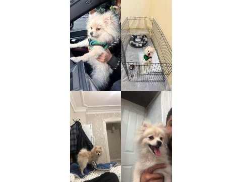 6 aylık spitz yavrumuz yuvasını arıyor