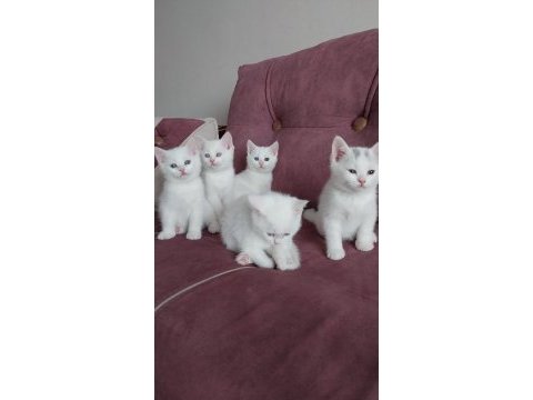 British shorthair bebeklerimiz yeni yuvalarına hazır
