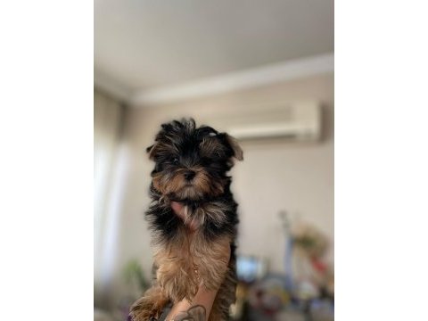 Yorkshire terrier dişi erkek teacup yavrularım