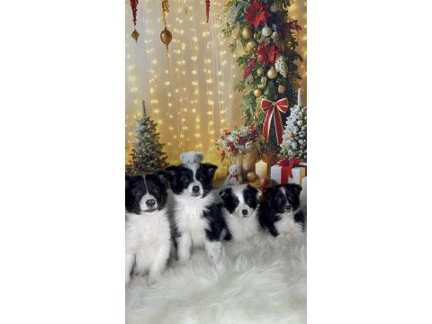 Muhteşem border collie bebekler