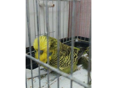 Şov jumbo takım muhabbet kuşu