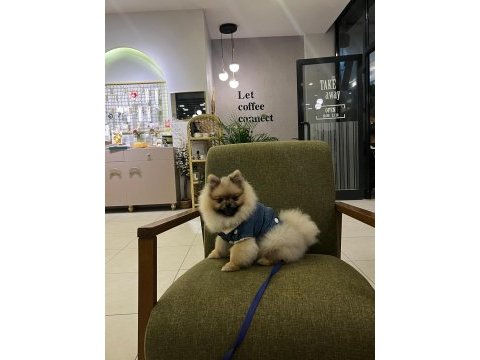 Pomeranian boo 9 aylık
