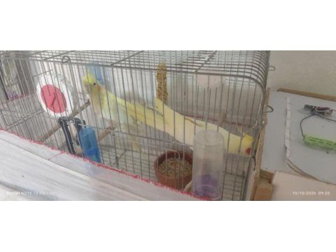 Lutino kırmızı göz çift sultan papağanı