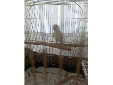 Sevda papağanı 1,5 yaşında