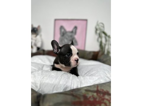 French bulldog bebekler