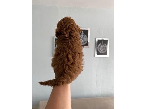 Red brown poodle yavrular ev üretimi