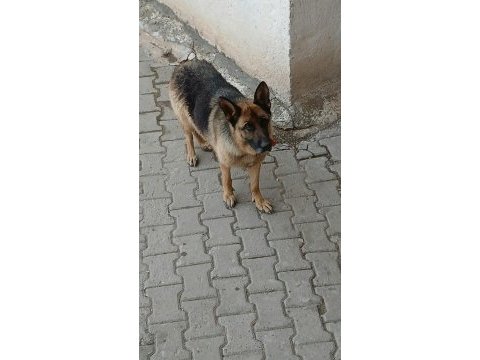 Safkan alman kurdu satılık