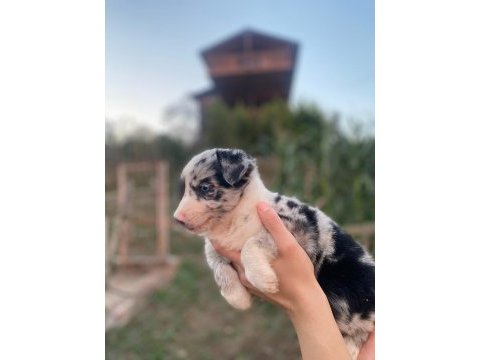 Border collie yavrularımız soy kütük belgeli