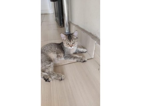 British shorthair oyuncu ve meraklı