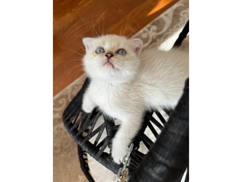 Evimizin minik scottish fold bebekleri